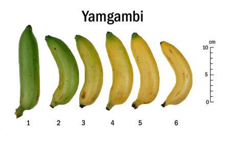 Yagambi Ripeness Chart