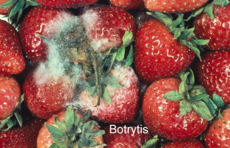 Botrytis Rot (1)