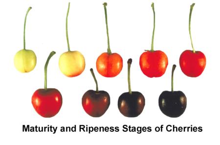 Maturity Stages