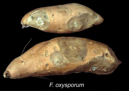 Fusarium Rot