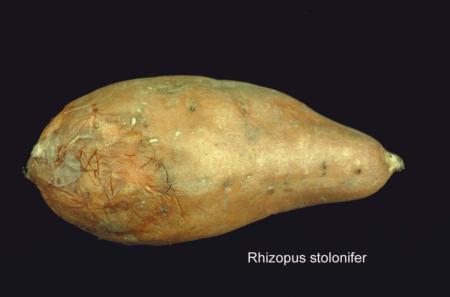 Rhizopus Rot (2)