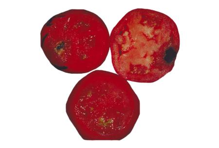 Tomato Alternaria Rot (1)