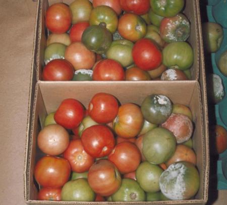 Tomato Phytophthora (2)