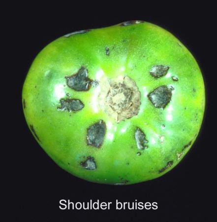 Tomato Shoulder Bruise