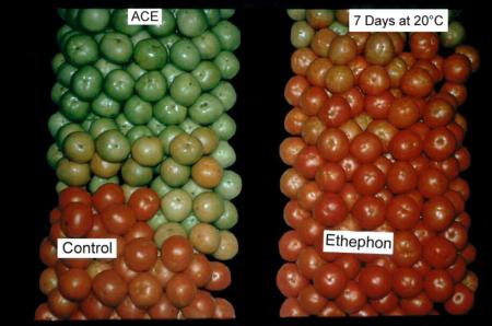 Tomato Ethephon Effects