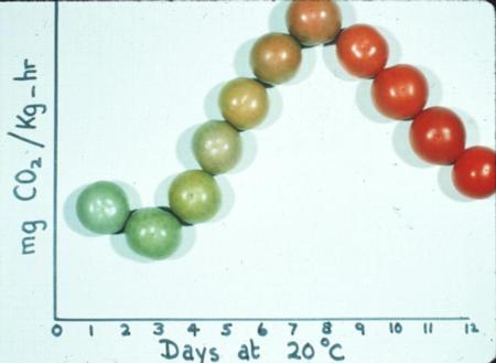 Tomato Respiration vs  Ripening