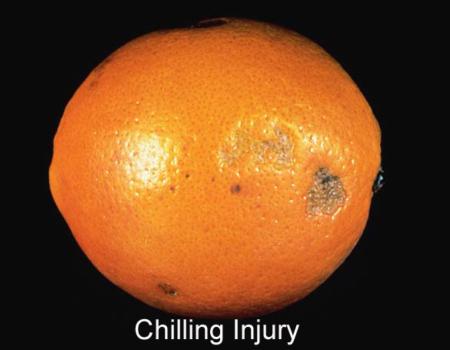 Orange Chilling Injury