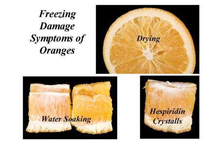 Orange Freezing Damage