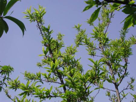 Little leaf symptoms due to zinc deficiency in plum