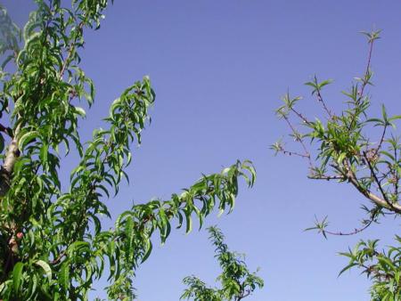 Zinc deficent peach tree (right) compared to normal tree