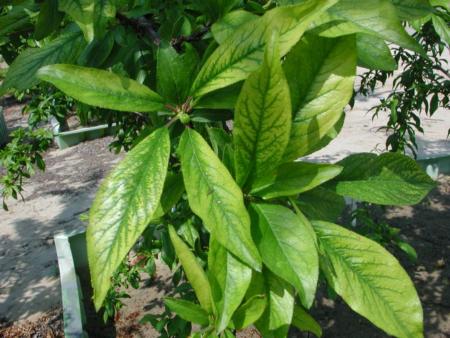 Zinc deficient plum leaves