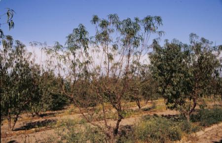 Defoliation of a peach tree due to arsenic toxicity. Tree does not show 