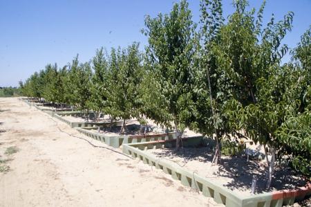 Stone fruit trees planted in sand tanks for nutrition experiments