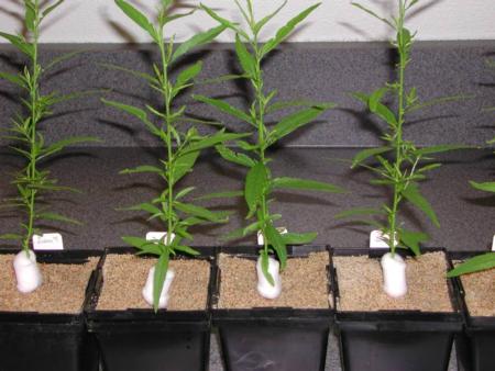 Peach seedlings ready to be sprayed with zinc formulations