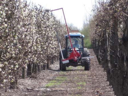 Thinning flowers on mechanically hedged pear trees