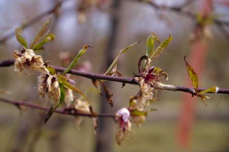 Chemically thinning peach flowers with Armothin