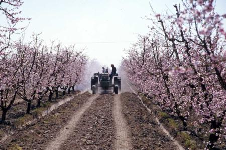 Spraying chemicals to thin peach flowers