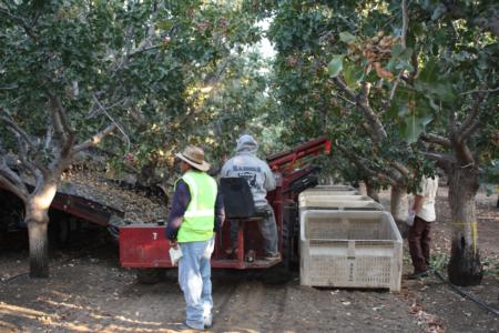 Trunk-shaking pistachio harvester trials: harvester in the row