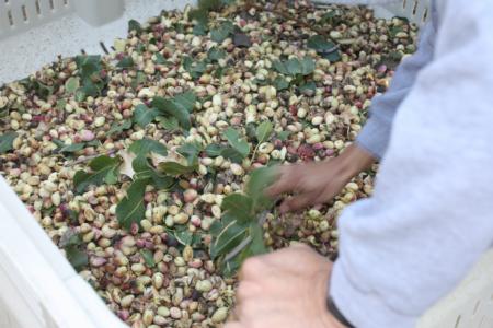 Trunk-shaking pistachio harvester trials: the harvesting bin