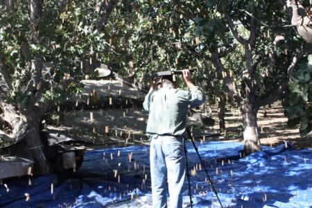 Trunk-shaking pistachio harvester trials: Dr. Uriel Rosa shields equipment which records video images for later analysis