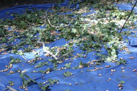 Trunk-shaking pistachio harvester trials: pistachios mix with foliage on collection tarps after experimental harvest