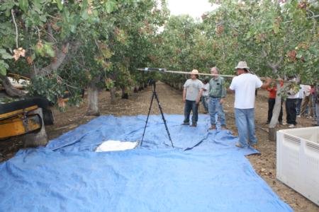Trunk-shaking pistachio harvester trials:  Dr. Uriel Rosa appreciates this innovation to shield the video equipment