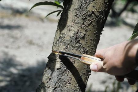 Using a girdling knife to apply a scaffold girdle on a nectarine tree