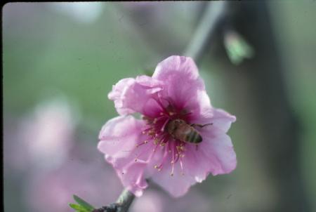 Bee in peach flower