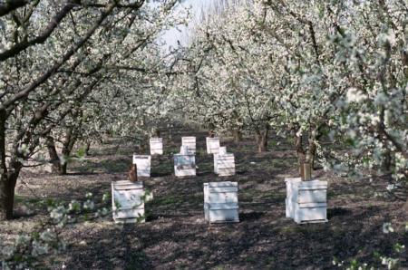 Beehives in plum orchard