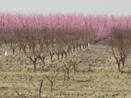 Hard pruning of 1-year-old (foreground) and 2-year-old (middle) peach trees with mature trees blooming in the background