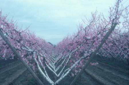 Peach trees on a Tatura trellis