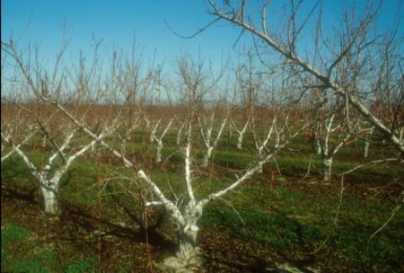 A four leader or quad system for training peaches and nectarines