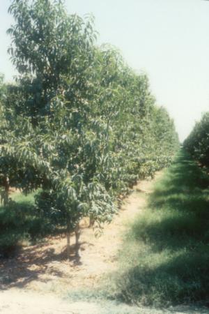 Hedgerow peaches