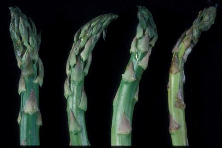 Bacterial Soft Rot on Asparagus Tips