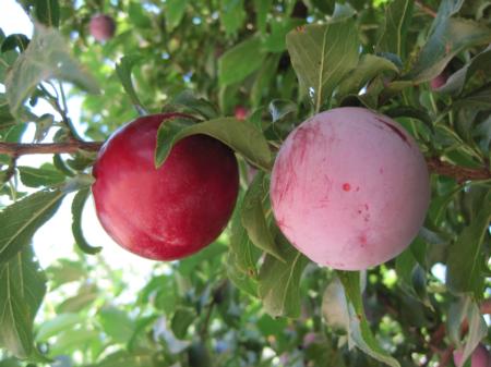 'Santa Rosa' Plums. Fruit on left has natural 