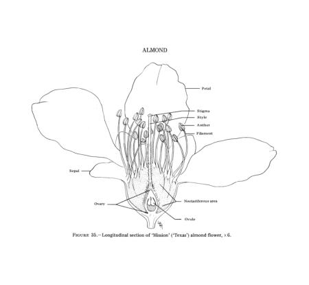 Almond Flower, cv.  'Mission' ('Texas') illustration