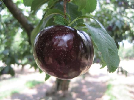 'Friar' Plum with natural 