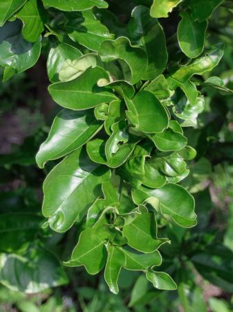 Citrus leaves distorted and malformed by psyllid feeding.