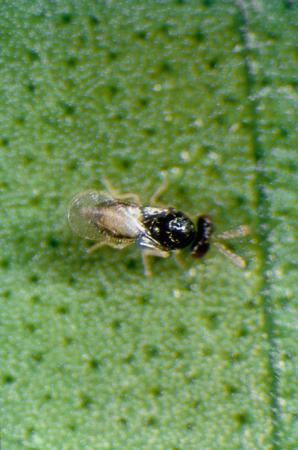 Tamarixa radiata (Waterson) wasp
