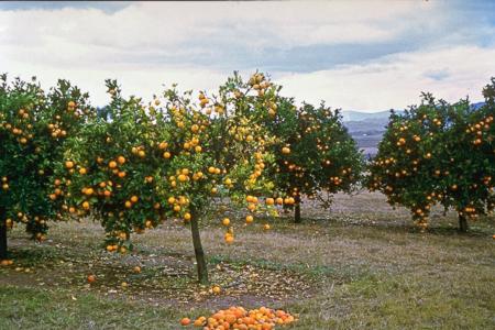 Citrus trees with huanglongbing