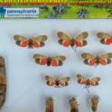 Spotted Lanternfly Pin Display