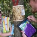 Spotted Lanternfly Tree Banding
