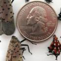 Spotted Lanternfly Life stages with U.S. Quarter