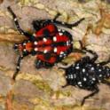 Spotted Lanternfly 3rd and 4th instar nypmh