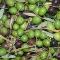 Experimental olive harvest: Olives in the bin
