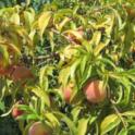 Severe potassium deficiency in peach