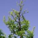 Poor growth in top of plum tree due to zinc deficiency