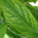 Leaf symptoms of zinc deficiency in plum
