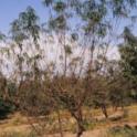 Defoliation of a peach tree due to arsenic toxicity. Tree does not show 