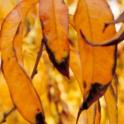 Urea damage to senescing peach leaves